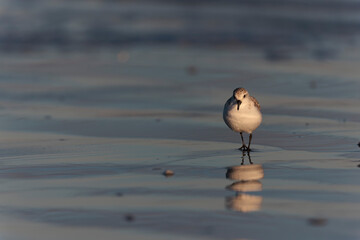 Shorebird Sanderling Calidris alba in search of food on a sandy beach in Morbihan, France