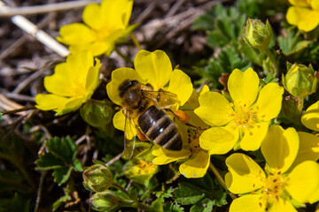 bee collects nectar from Potentilla arenaria, Tormentilla erecta, Potentilla laeta, Potentilla tormentilla, tormentil, septfoil, erect cinquefoil yellow small wildflowers melliferous plants