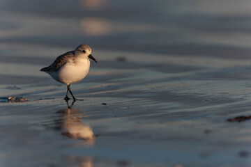 Shorebird Sanderling Calidris alba in search of food on a sandy beach in Morbihan, France
