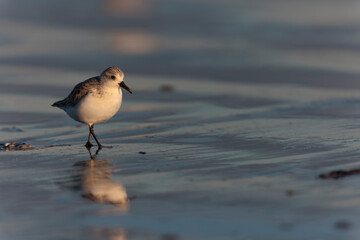 Shorebird Sanderling Calidris alba in search of food on a sandy beach in Morbihan, France