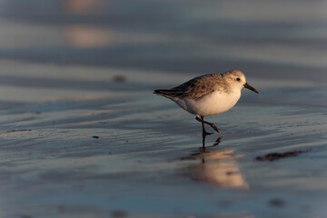 Shorebird Sanderling Calidris alba in search of food on a sandy beach in Morbihan, France
