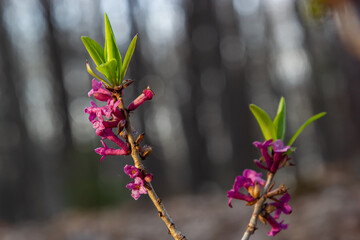 Pink flowers of February daphne, Daphne mezereum in blooming in sunny spring day. Focus on...