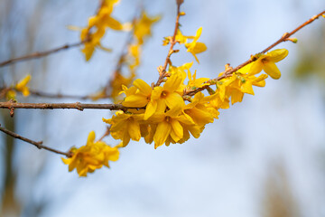 yellow flowers on a tree
