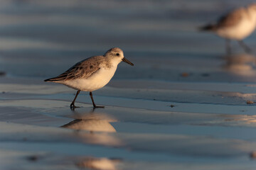 Shorebird Sanderling Calidris alba in search of food on a sandy beach in Morbihan, France