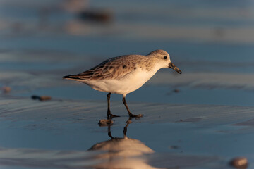 Shorebird Sanderling Calidris alba in search of food on a sandy beach in Morbihan, France