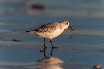 Shorebird Sanderling Calidris alba in search of food on a sandy beach in Morbihan, France