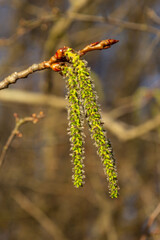 Naklejka premium Catkins poplar undiscovered in spring. Populus tremula, aspen is a species of poplar in the rays of the bright sun. Natural phorography