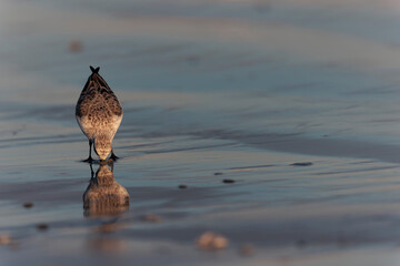 Shorebird Sanderling Calidris alba in search of food on a sandy beach in Morbihan, France