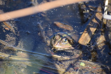 weibliche Kreuzkröte im Sumpfsee