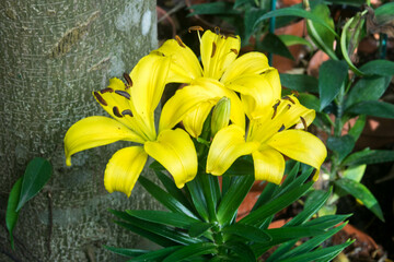 yellow lily flower