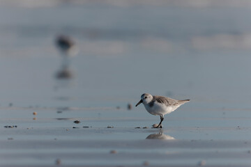 Shorebird Sanderling Calidris alba in search of food on a sandy beach in Morbihan, France