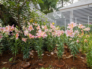 flowers in a greenhouse