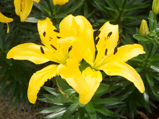 Obraz premium yellow lily flower