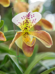 white orchid flower close up