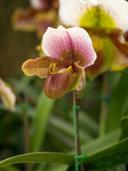 white orchid flower close up