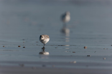 Shorebird Sanderling Calidris alba in search of food on a sandy beach in Morbihan, France
