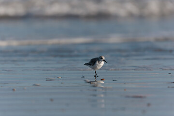 Shorebird Sanderling Calidris alba in search of food on a sandy beach in Morbihan, France