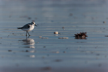 Shorebird Sanderling Calidris alba in search of food on a sandy beach in Morbihan, France