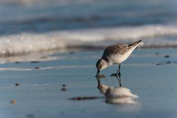 Shorebird Sanderling Calidris alba in search of food on a sandy beach in Morbihan, France