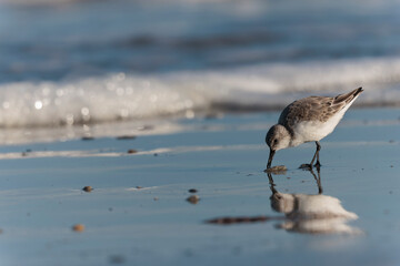 Shorebird Sanderling Calidris alba in search of food on a sandy beach in Morbihan, France