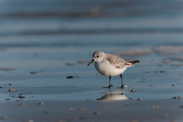 Shorebird Sanderling Calidris alba in search of food on a sandy beach in Morbihan, France