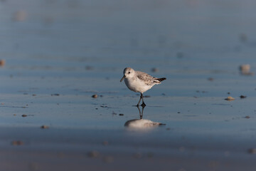 Shorebird Sanderling Calidris alba in search of food on a sandy beach in Morbihan, France