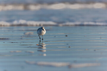 Shorebird Sanderling Calidris alba in search of food on a sandy beach in Morbihan, France
