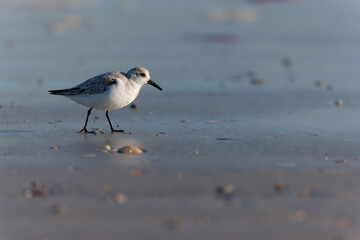 Shorebird Sanderling Calidris alba in search of food on a sandy beach in Morbihan, France