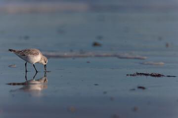 Shorebird Sanderling Calidris alba in search of food on a sandy beach in Morbihan, France