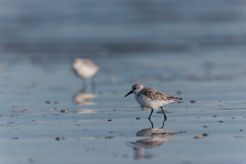 Shorebird Sanderling Calidris alba in search of food on a sandy beach in Morbihan, France