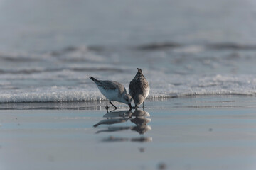Shorebird Sanderling Calidris alba in search of food on a sandy beach in Morbihan, France