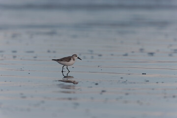 Shorebird Sanderling Calidris alba in search of food on a sandy beach in Morbihan, France