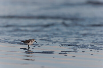 Shorebird Sanderling Calidris alba in search of food on a sandy beach in Morbihan, France