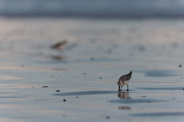 Shorebird Sanderling Calidris alba in search of food on a sandy beach in Morbihan, France