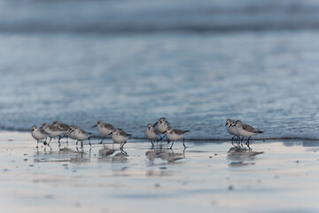 Shorebird Sanderling Calidris alba in search of food on a sandy beach in Morbihan, France