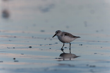 Shorebird Sanderling Calidris alba in search of food on a sandy beach in Morbihan, France