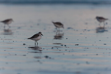 Shorebird Sanderling Calidris alba in search of food on a sandy beach in Morbihan, France