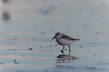 Shorebird Sanderling Calidris alba in search of food on a sandy beach in Morbihan, France