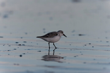 Shorebird Sanderling Calidris alba in search of food on a sandy beach in Morbihan, France