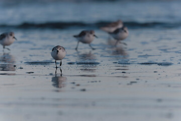 Shorebird Sanderling Calidris alba in search of food on a sandy beach in Morbihan, France