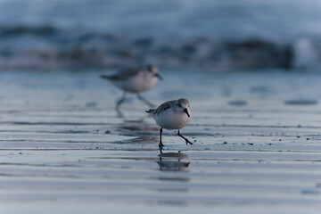 Shorebird Sanderling Calidris alba in search of food on a sandy beach in Morbihan, France