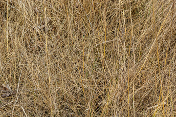 Fototapeta na wymiar Dry grass, crushed by wind and rain, lies in a field. Yellow dead grass, natural background