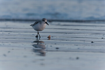 Shorebird Sanderling Calidris alba in search of food on a sandy beach in Morbihan, France