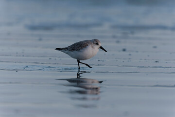 Shorebird Sanderling Calidris alba in search of food on a sandy beach in Morbihan, France