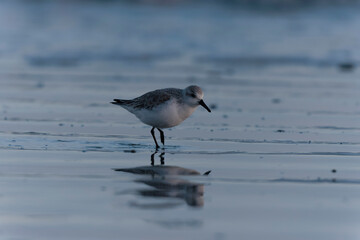 Shorebird Sanderling Calidris alba in search of food on a sandy beach in Morbihan, France