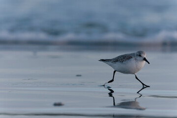 Shorebird Sanderling Calidris alba in search of food on a sandy beach in Morbihan, France