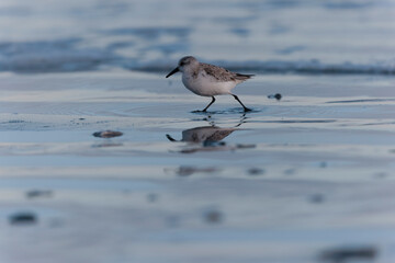 Shorebird Sanderling Calidris alba in search of food on a sandy beach in Morbihan, France
