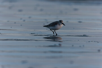 Shorebird Sanderling Calidris alba in search of food on a sandy beach in Morbihan, France