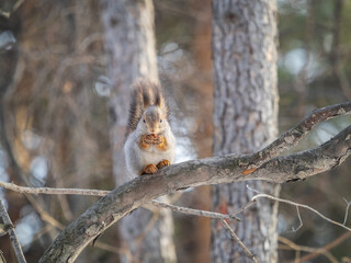The squirrel with nut sits on tree in the winter or late autumn
