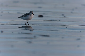 Shorebird Sanderling Calidris alba in search of food on a sandy beach in Morbihan, France